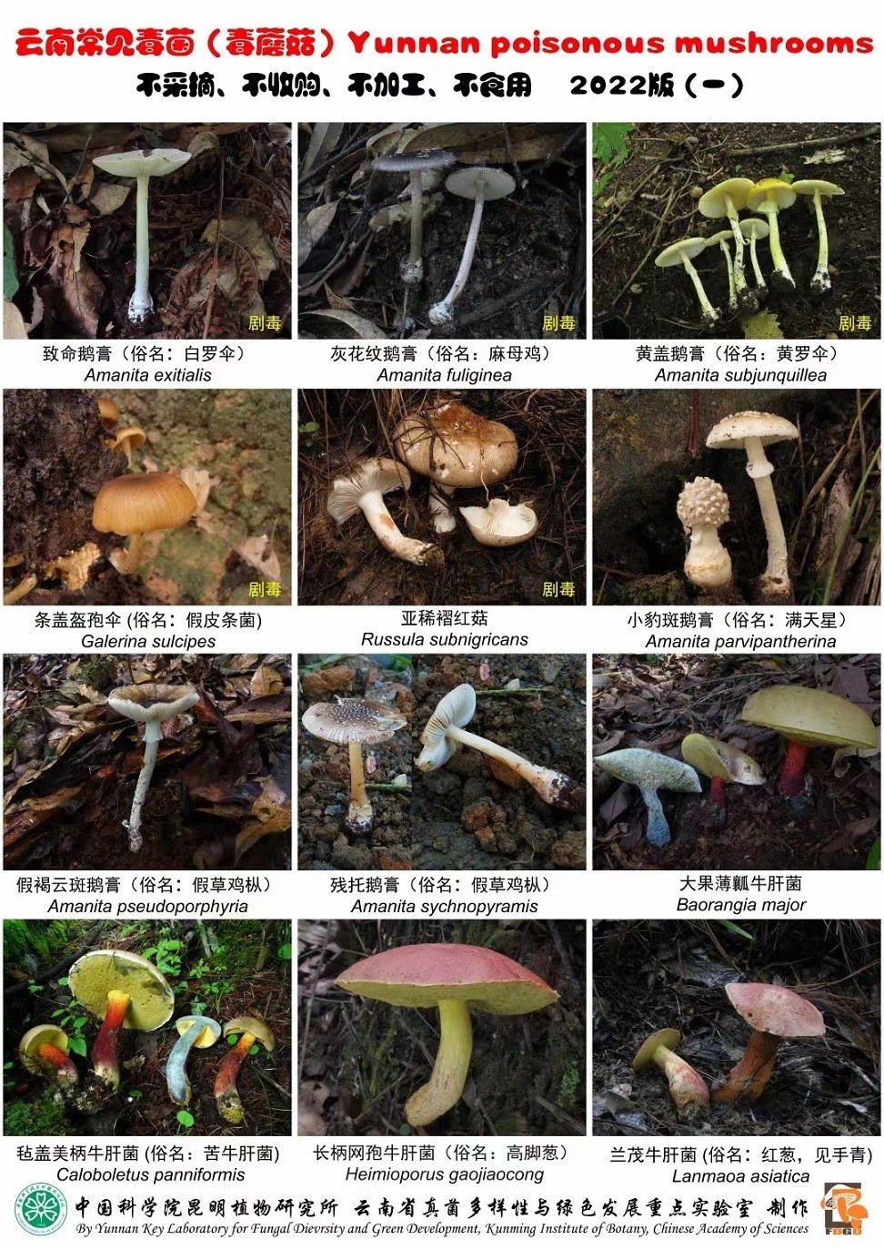 野生菌中毒表现及如何自救